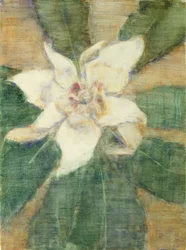 Magnolia Grandiflora